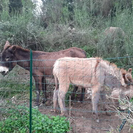Ribellu Villa Bastia (Corsica)